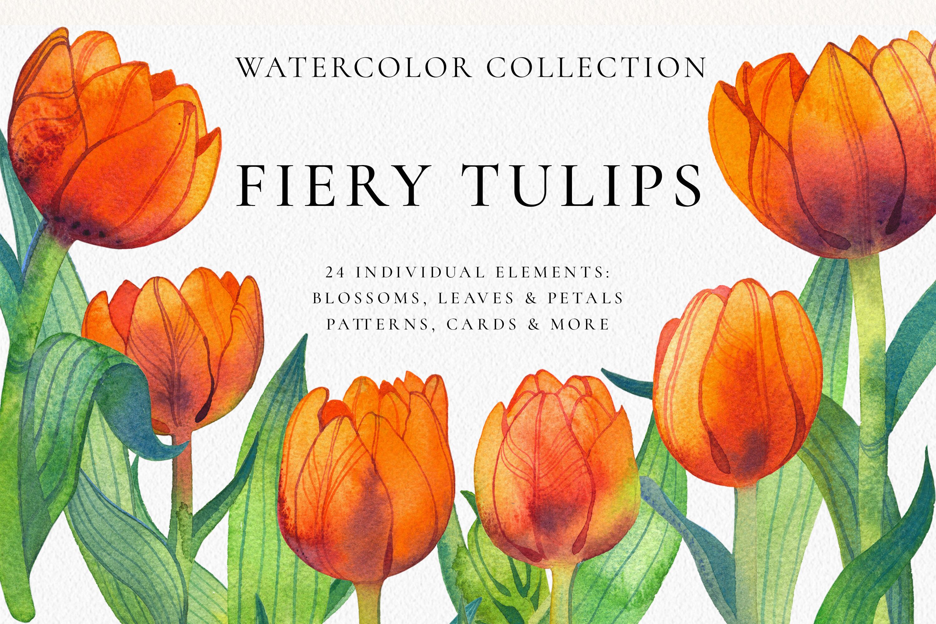 Fiery Tulip Floral Watercolor Collection