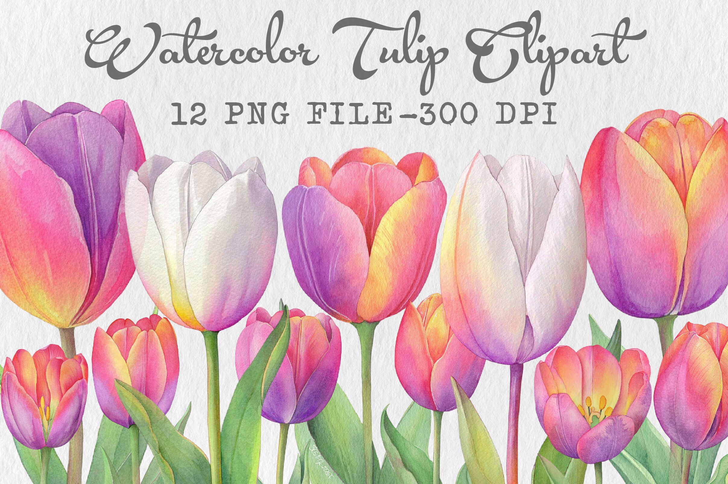 Watercolor Tulip Clipart