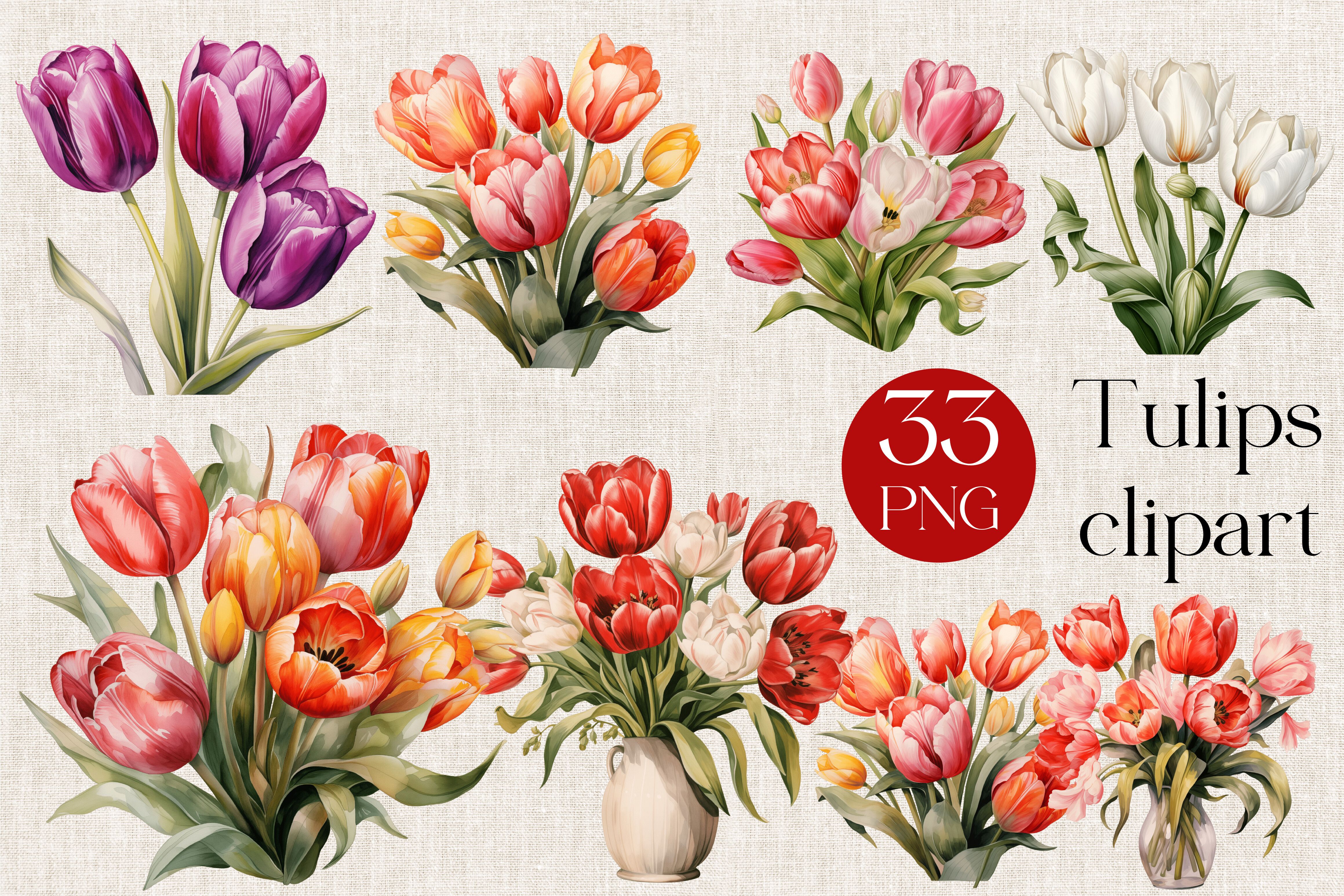 33 Pastel Tulip Watercolor Clipart